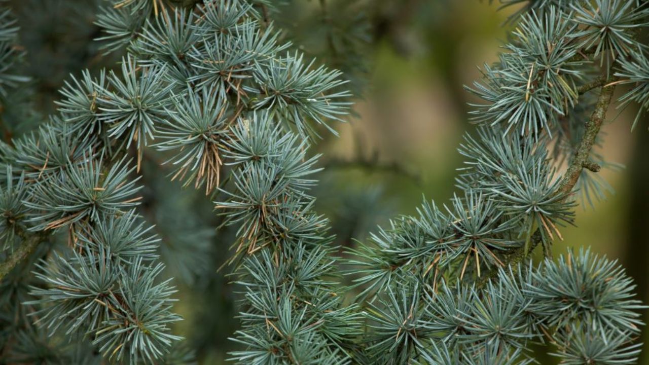 Cedarwood Essential Oil Varieties, Benefits and Risks