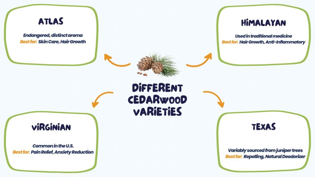 Different Cedarwood Varieties 