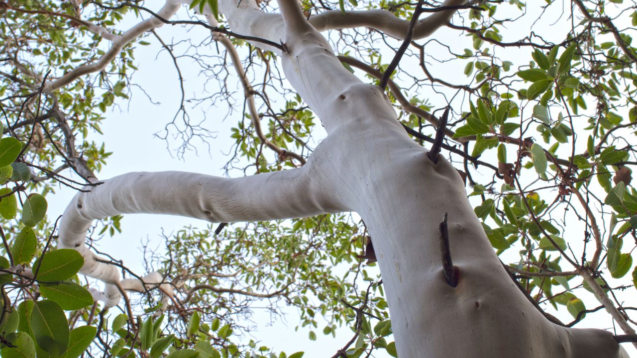 sandalwood tree