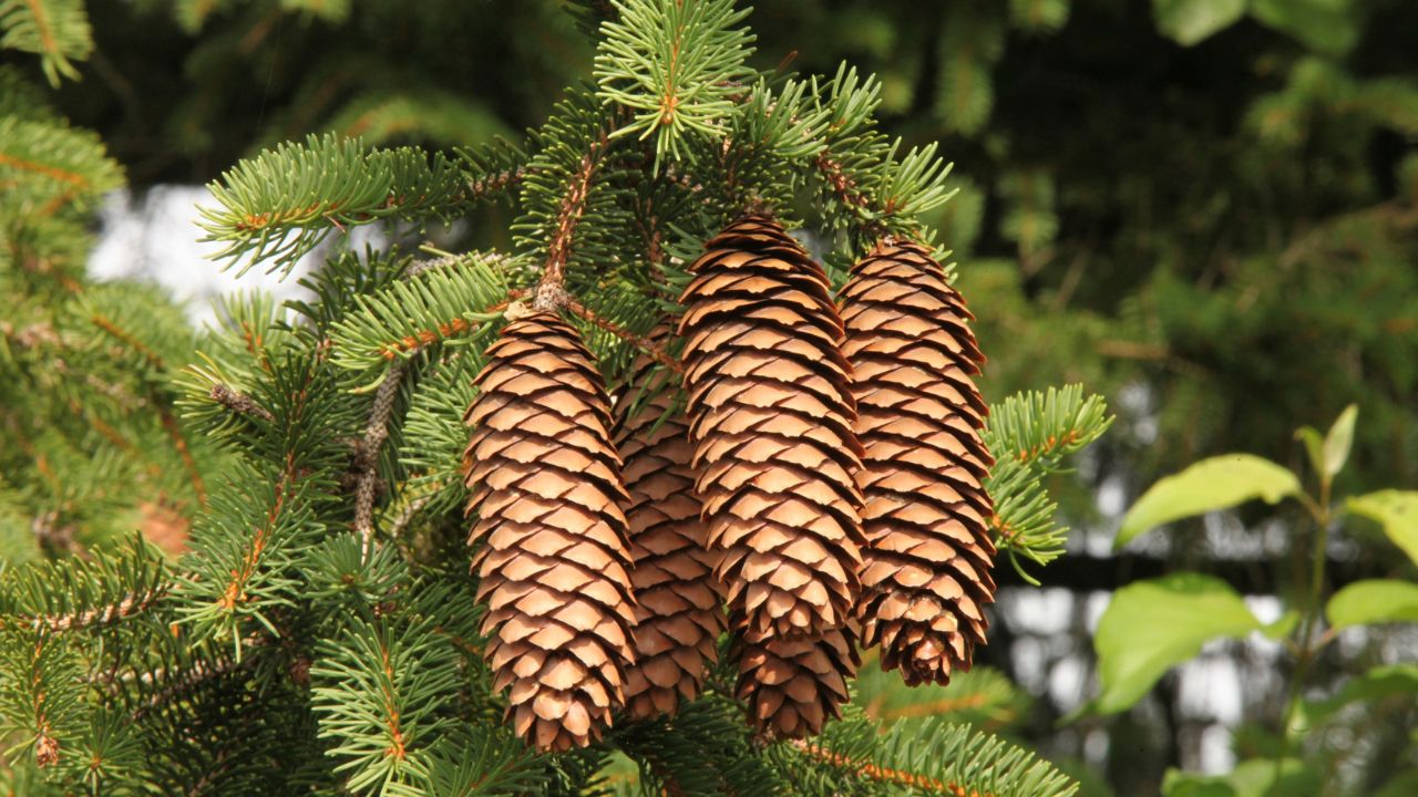 About spruce Essential Oil