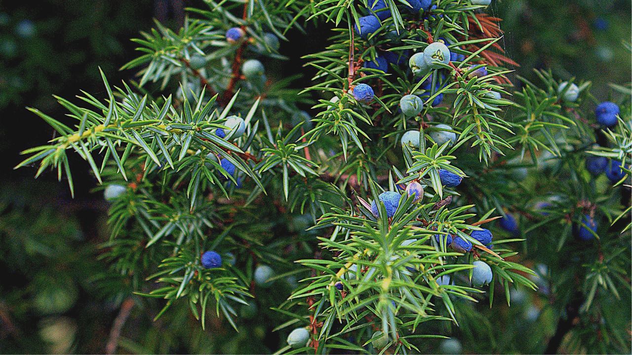 All about Juniper Berry Essential Oil