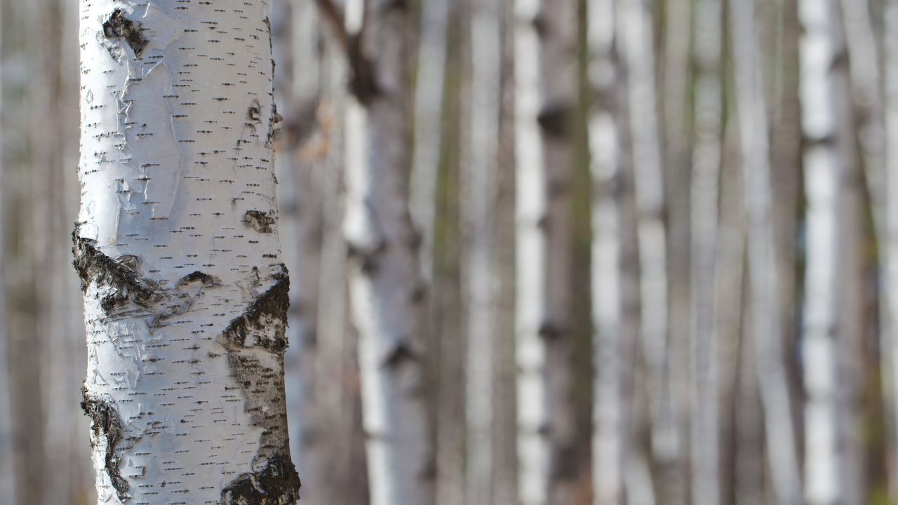 Birch Essential Oil Guide Benefits, Uses, and Applications